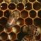 Honey bees – Natural History