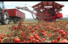 canned-tomatoes-tomato-farming-h-230×150