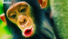 most-fascinating-monkeys-on-eart-230×150