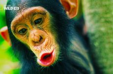 most-fascinating-monkeys-on-eart-230×150