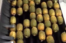 pineapple-juice-how-its-made-230×150